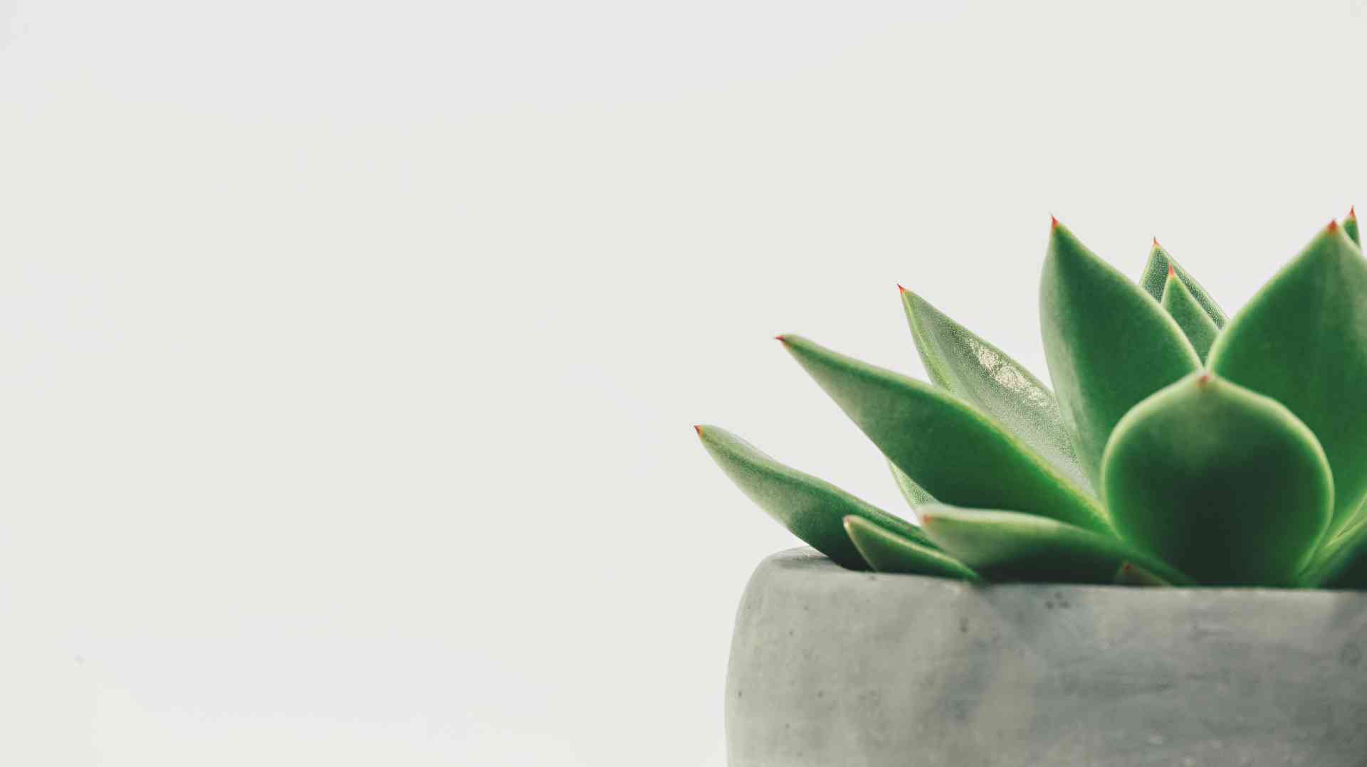 Succulent plant